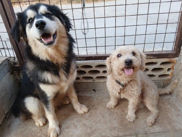 Lola, una piccola maltese Foto 2